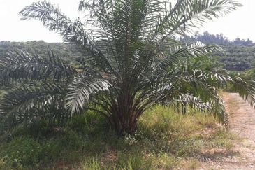 Palm Oil Estate Telupid Sandakan
