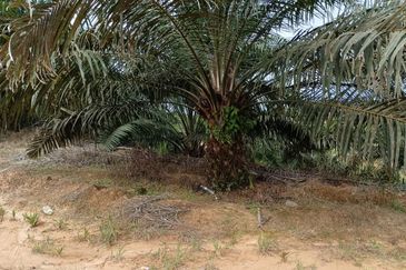 Palm Oil Estate Telupid Sandakan