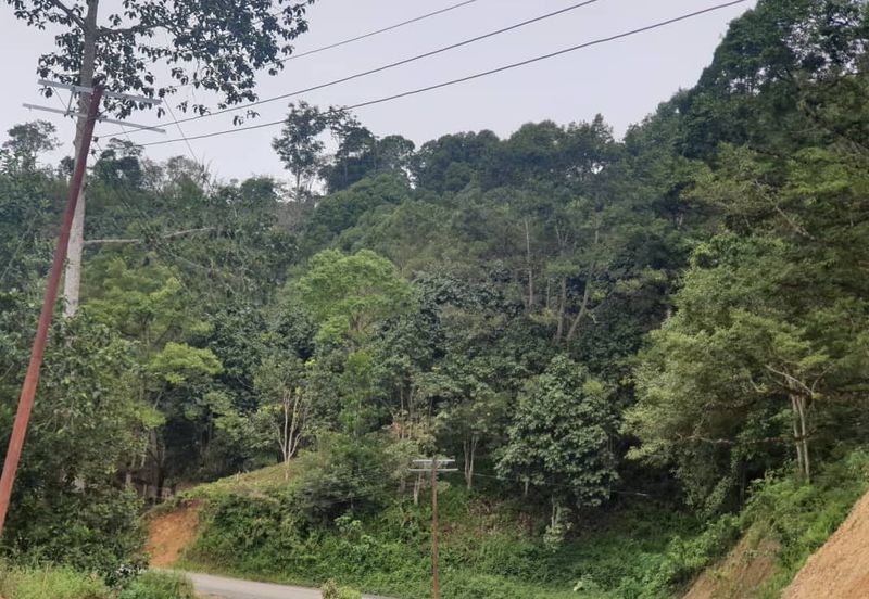 Tuaran Durian Orchard