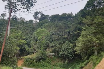 Tuaran Durian Orchard