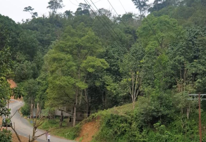 Tuaran Durian Orchard