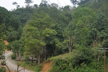 Tuaran Durian Orchard