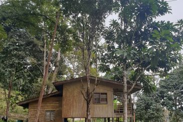 Tuaran Durian Orchard