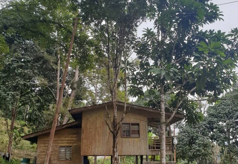 Tuaran Durian Orchard