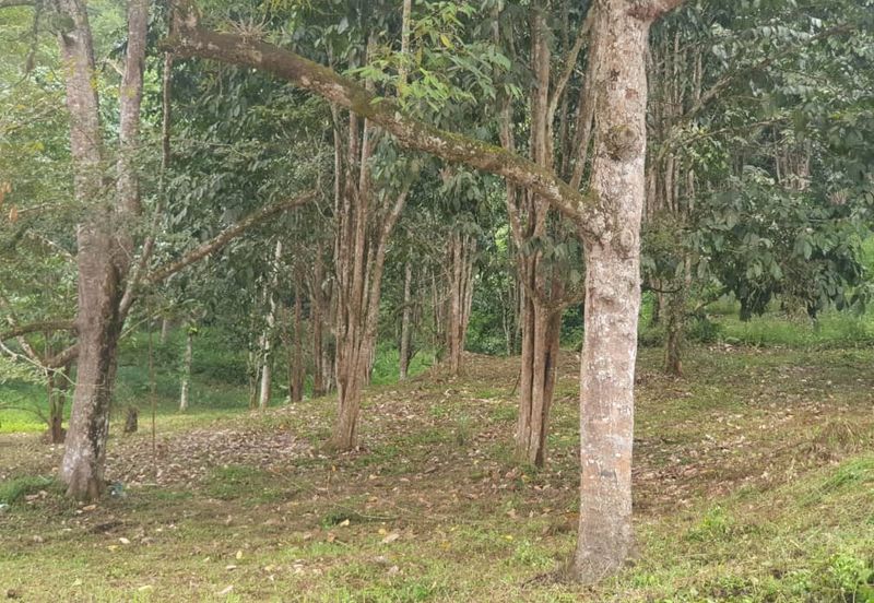 Tuaran Durian Orchard