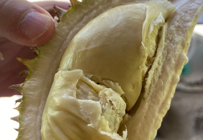 Tuaran Durian Orchard