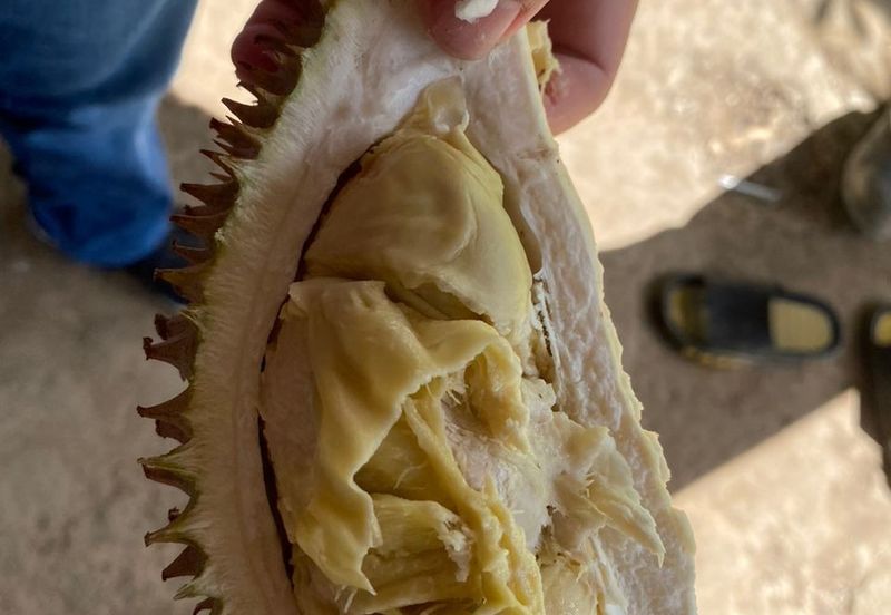 Tuaran Durian Orchard