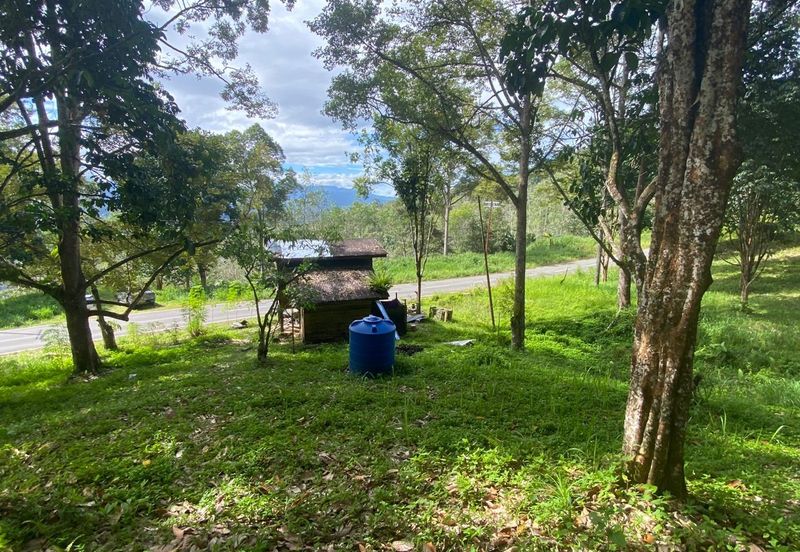 Tuaran Durian Orchard