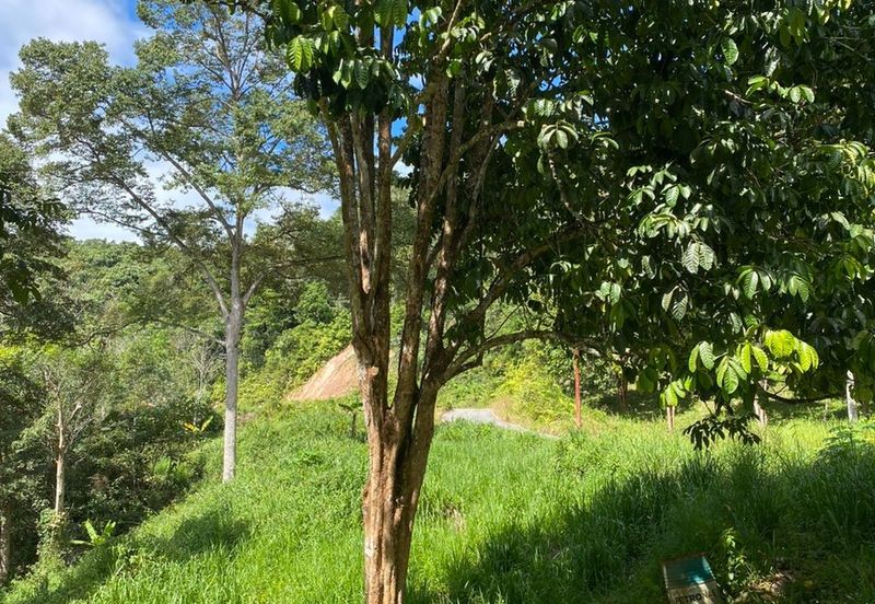 Tuaran Durian Orchard