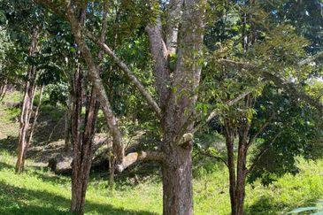 Tuaran Durian Orchard