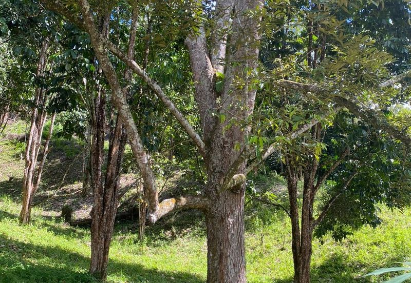 Tuaran Durian Orchard
