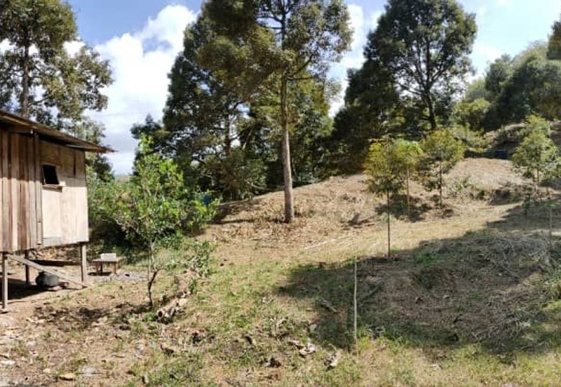 Telipok Durian Orchard