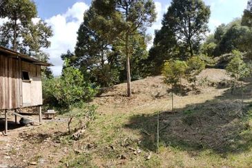 Telipok Durian Orchard