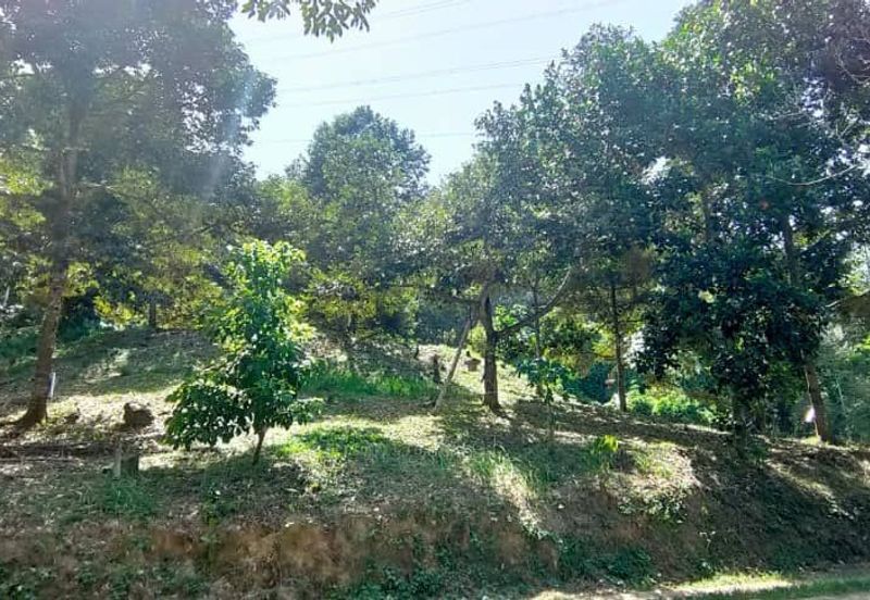 Telipok Durian Orchard