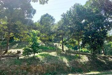 Telipok Durian Orchard