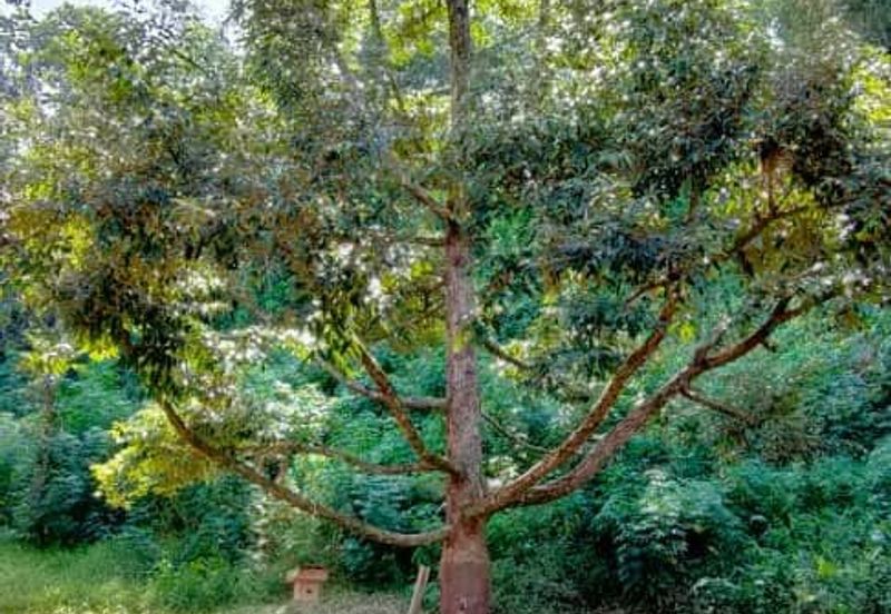 Telipok Durian Orchard