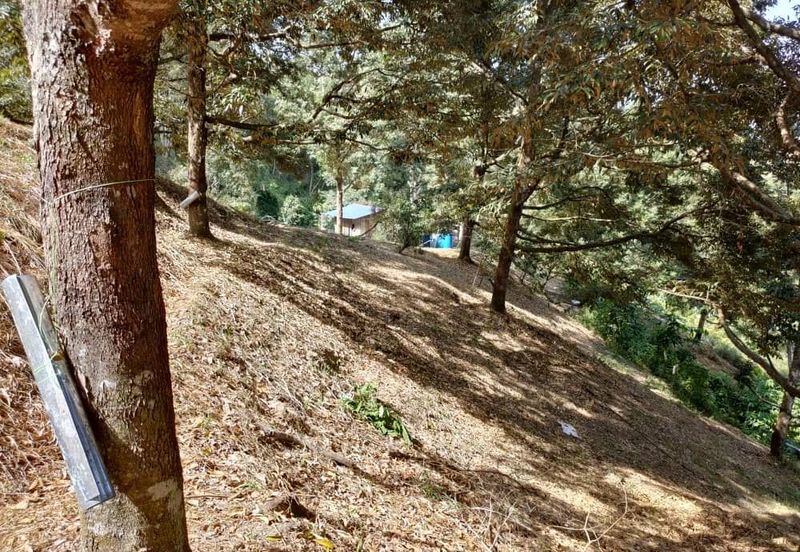 Telipok Durian Orchard