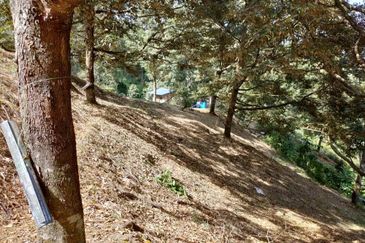 Telipok Durian Orchard