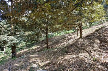 Telipok Durian Orchard