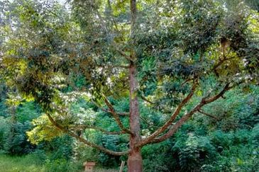 Telipok Durian Orchard