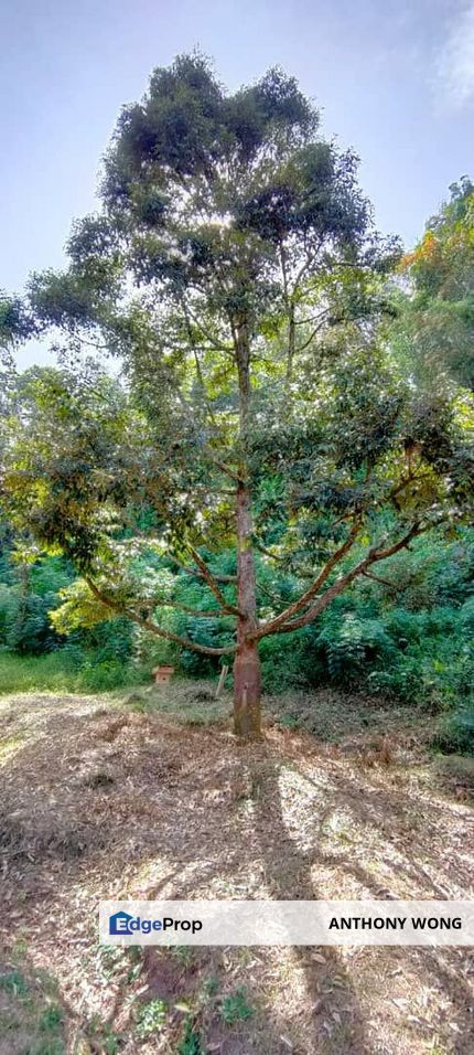 Telipok Durian Orchard, Sabah, Telipok