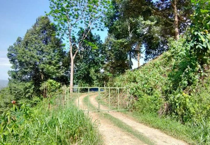 Telipok Durian Orchard