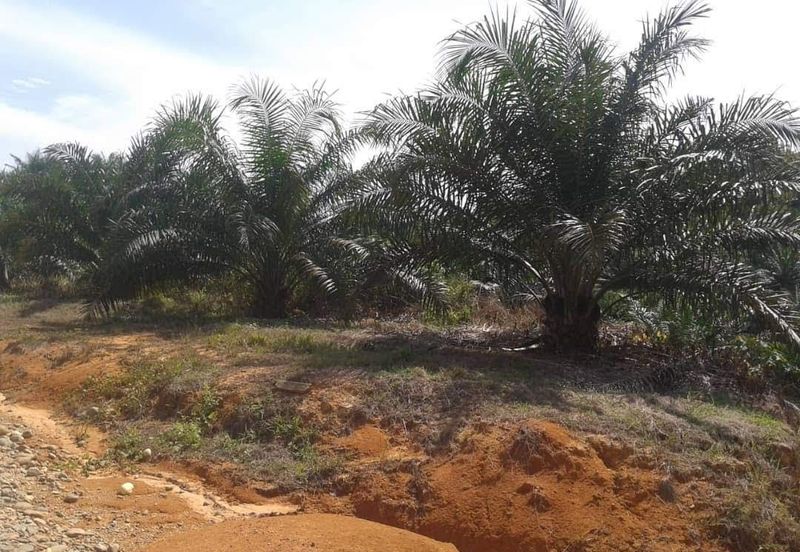 Telupid sandakan sabah Palm estate  CL992 acre