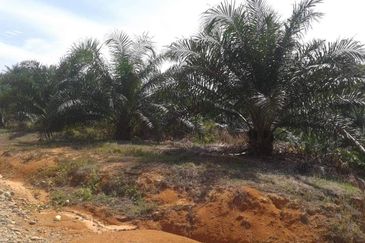 Telupid sandakan sabah Palm estate  CL992 acre