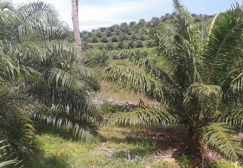 Telupid sandakan sabah Palm estate  CL992 acre