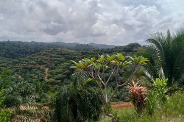 Telupid sandakan sabah Palm estate  CL992 acre