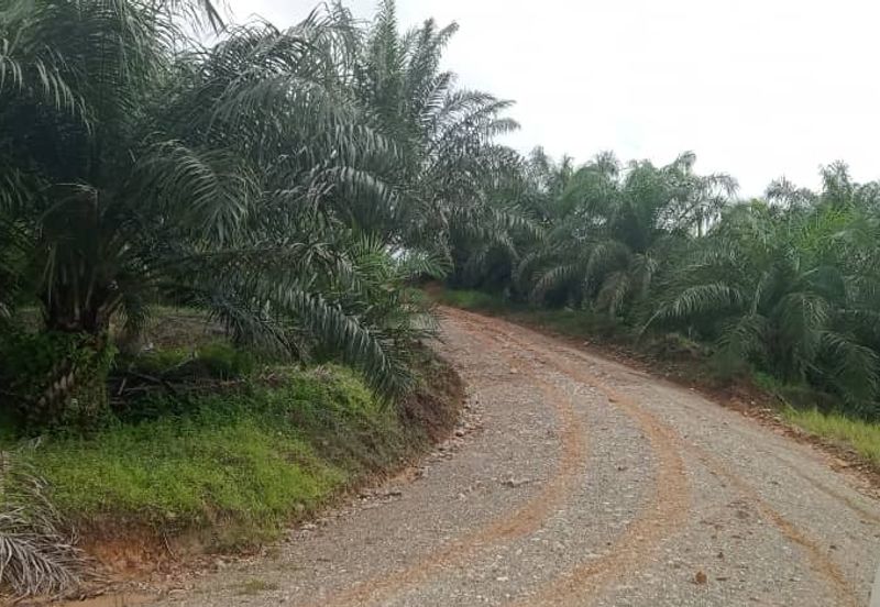 Telupid sandakan sabah Palm estate  CL992 acre