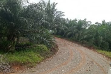 Telupid sandakan sabah Palm estate  CL992 acre