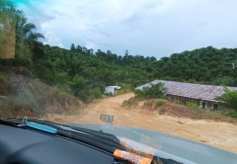 Telupid sandakan sabah Palm estate  CL992 acre