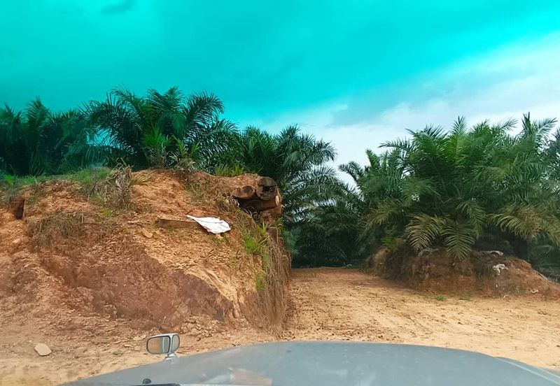 Telupid sandakan sabah Palm estate  CL992 acre