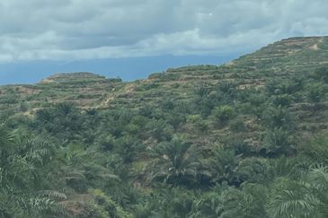 Telupid sandakan sabah Palm estate  CL992 acre