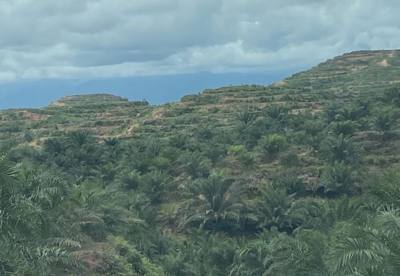 Telupid sandakan sabah Palm estate  CL992 acre