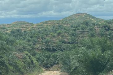 Telupid sandakan sabah Palm estate  CL992 acre
