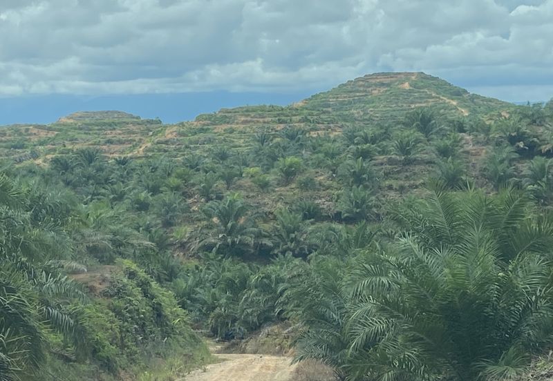 Telupid sandakan sabah Palm estate  CL992 acre