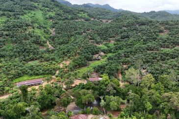 Tongod sabah Palm estate CL911.46