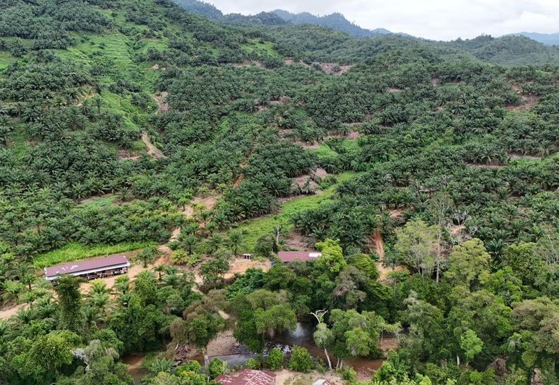 Tongod sabah Palm estate CL911.46