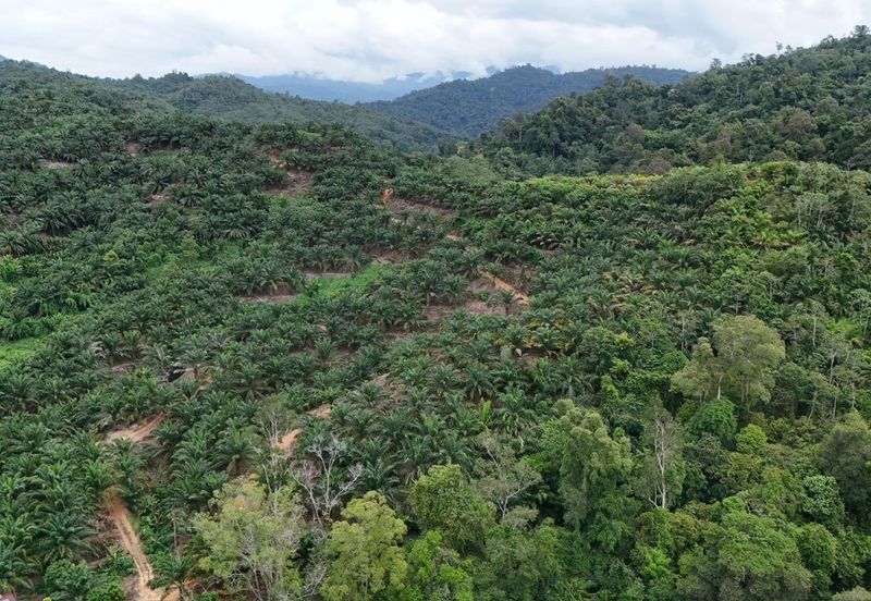 Tongod sabah Palm estate CL911.46