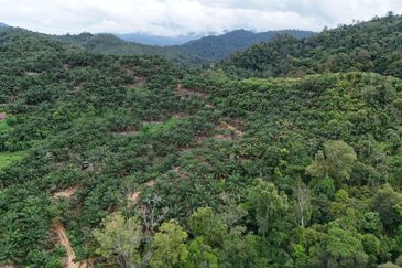 Tongod sabah Palm estate CL911.46