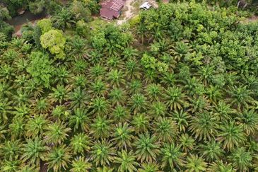 Tongod sabah Palm estate CL911.46