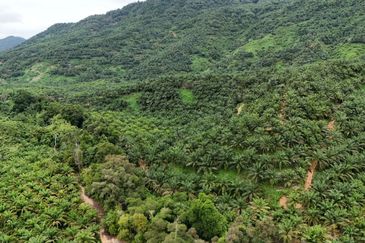 Tongod sabah Palm estate CL911.46