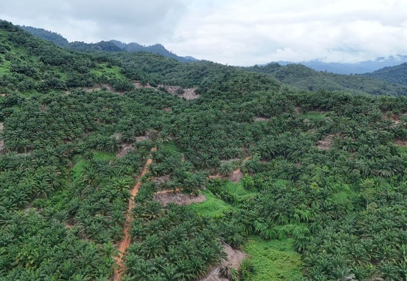 Tongod sabah Palm estate CL911.46