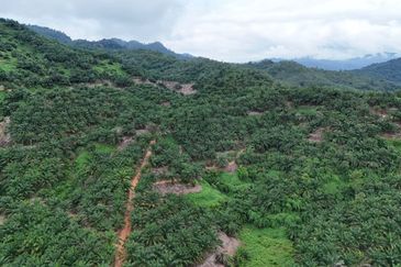 Tongod sabah Palm estate CL911.46