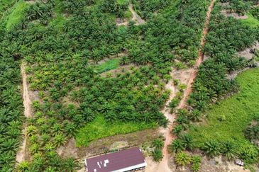 Tongod sabah Palm estate CL911.46