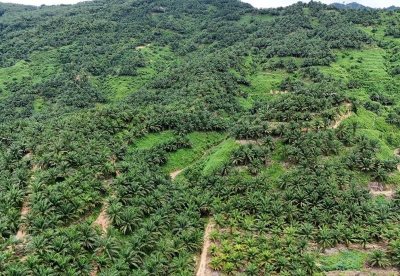 Tongod sabah Palm estate CL911.46