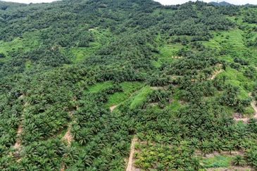 Tongod sabah Palm estate CL911.46