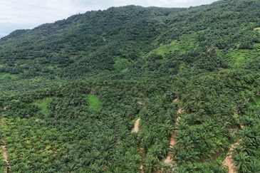 Tongod sabah Palm estate CL911.46